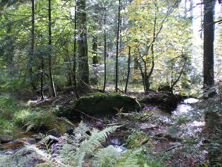 Exemple d'un espace naturel à Saint-Victor-Montvianeix-(63)